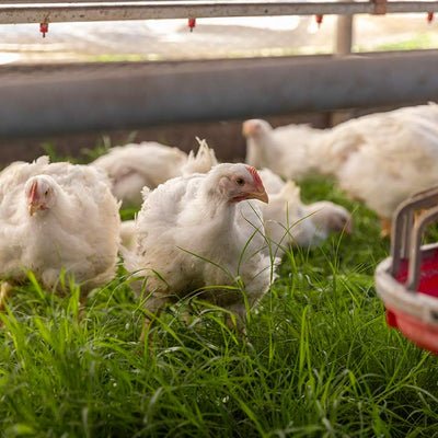 xem đá gà cựa sắt ở miền tây,Đá Gà Cựa Sắt Miền Tây: Độ C Đặc Biệt Của Một Trò Chơi Đen