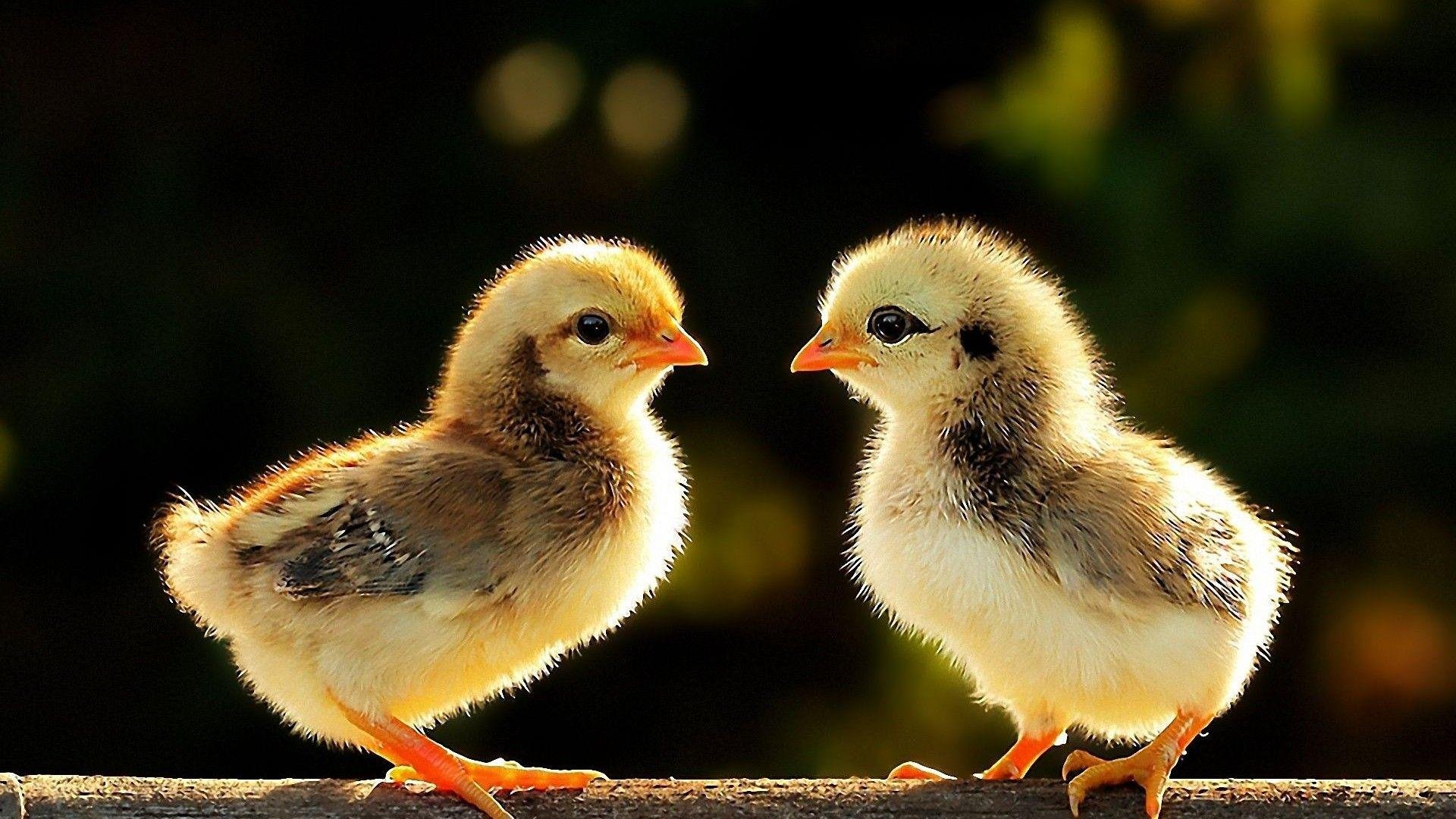 gà đá ở tp.hcm,Giới thiệu chi tiết về gà đá ở TP.HCM gà đá ở tp.hcm,Giới thiệu chi tiết về gà đá ở TP.HCM